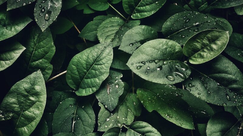7 Reasons Why Plants are Important in Our Lives